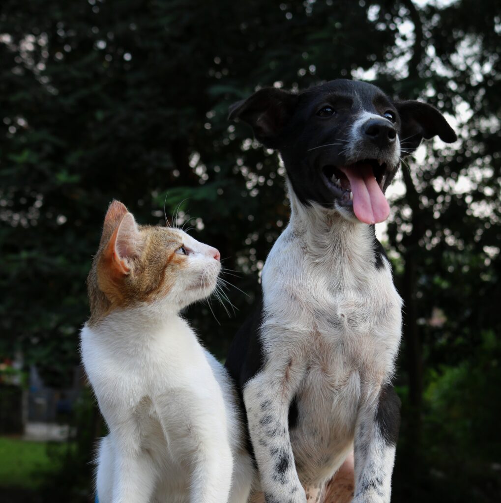 Are There Any Pet-friendly Annual Events Or Festivals On The Island?
