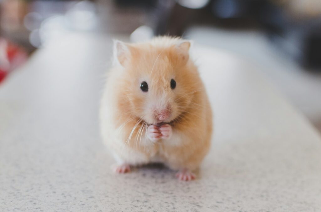 Are There Any Pet-friendly Annual Events Or Festivals On The Island?