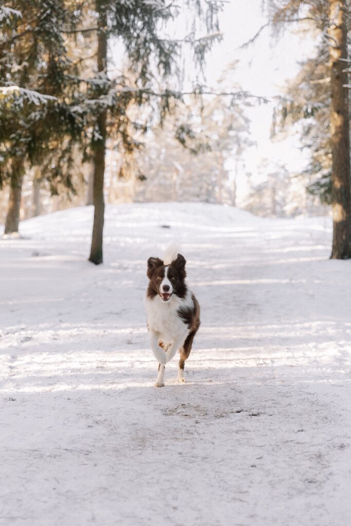 Are There Any Pet-friendly Hiking Trails On The Island?