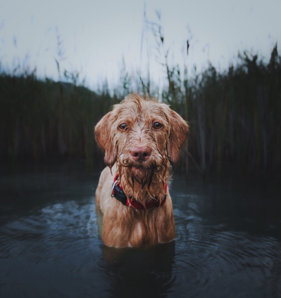 Are There Designated Pet-friendly Beaches On Sanibel Island?