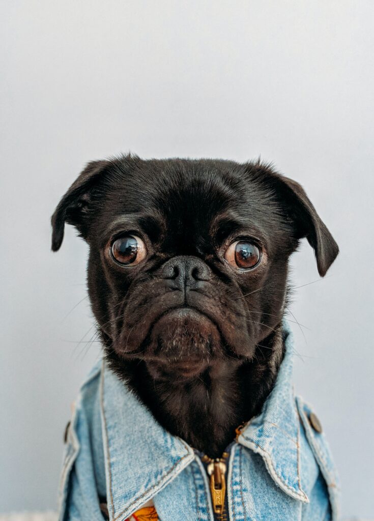 Are There Private Home Pet-friendly Rentals On Or Near Sanibel Island?