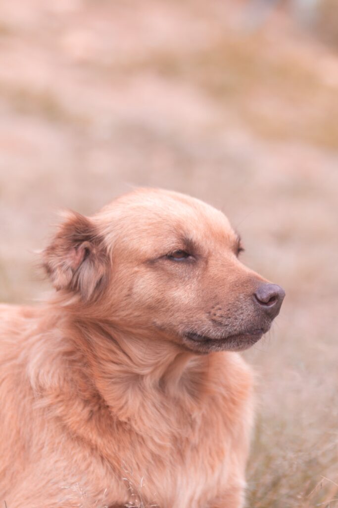 Do Restaurants In Sanibel Have Specific Pet-friendly Menus?